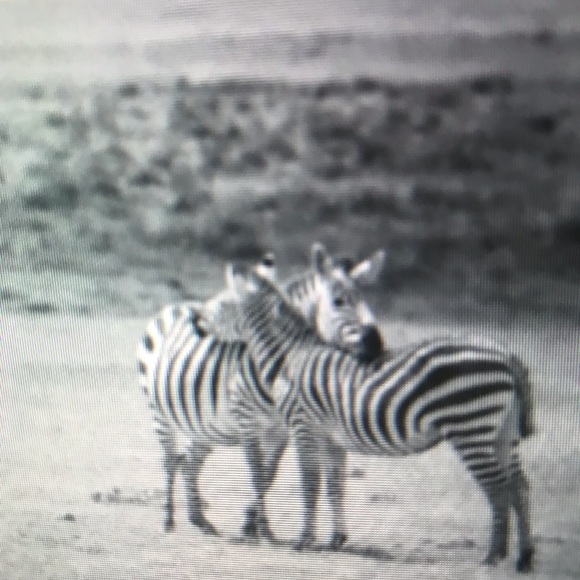 Meet your Posher, Alessandro - Picture 1 of 1